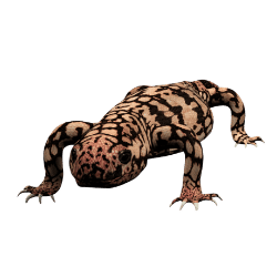 Gila Monster