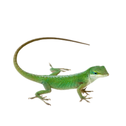 Green Anole