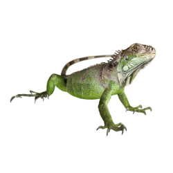 Green Iguana