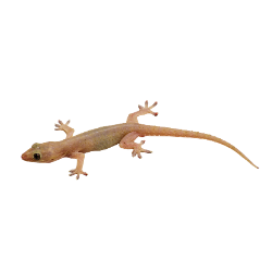 House Gecko