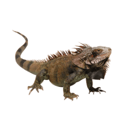 Iguana