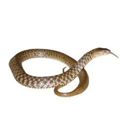Keelback
