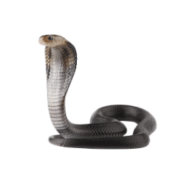 King Cobra