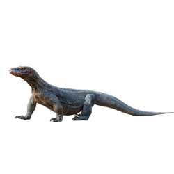 Komodo Dragon