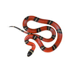 Milk Snake