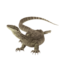 Monitor Lizard