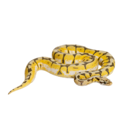 Python