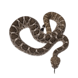 Rattlesnake