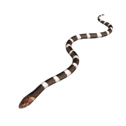 Sea Snake