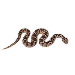 Viper