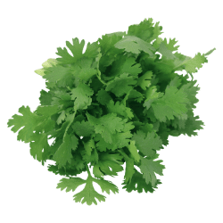 Coriander