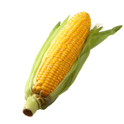 Corn