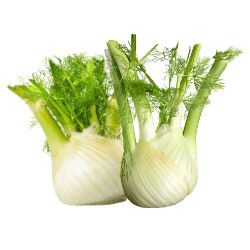 Fennel