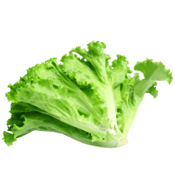 Lettuce