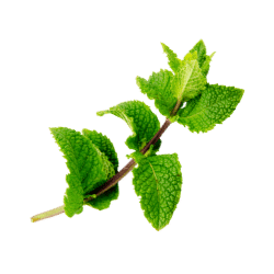 Mint