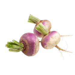 Turnip