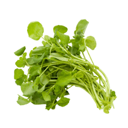 Watercress