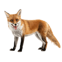 Fox