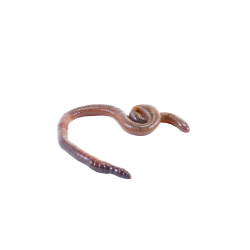 Insect-Cabbage worms
