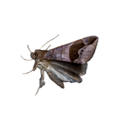 Insect-Cacktus Moth