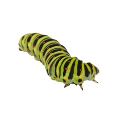 Insect-Caterpiller