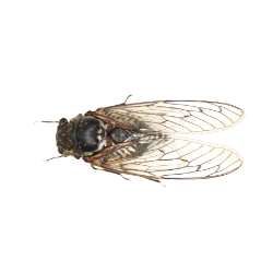Insect-Cicada