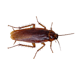 Insect-Cockroach