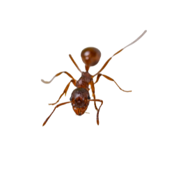 Insect-Red Ant