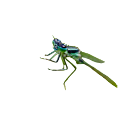 Insect-Dragonfly