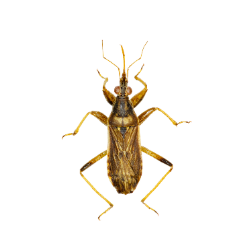Insec-Dumsel Bug