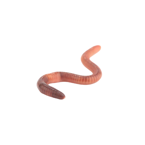 Insect-Earth Worm