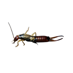 Insect-Earwig