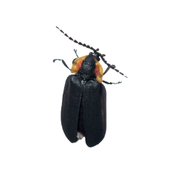 Insect-Firefly