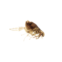Insect-Flea