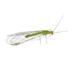 Insect-Green Lacewing