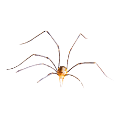 insect-Harvestmen