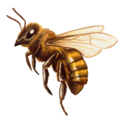 Insect-Honeybee