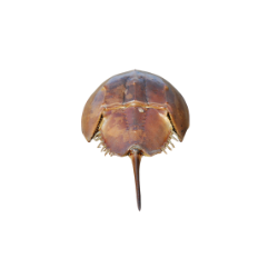 Insect-Horseshoe Crab