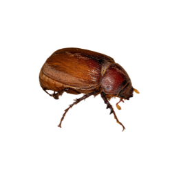 Insect-June Bug
