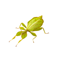 Leaf Insect
