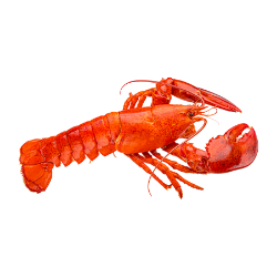 Insect-Lobster