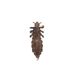 Insect-Louse
