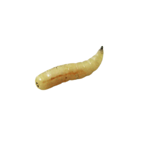 Insect-Maggot
