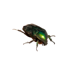 Insect-Maybug