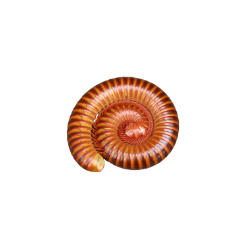 Insect-Millipede