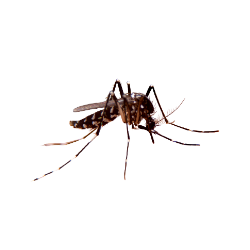 Insect-Mosquito