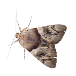 Insect-Moth
