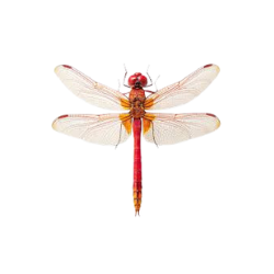 Insect-Red Dragonfly