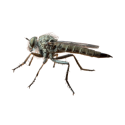 Insect-Robber Fly