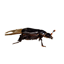 Insect-Sexton beetle
